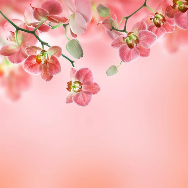 Floral background — Stock Photo, Image