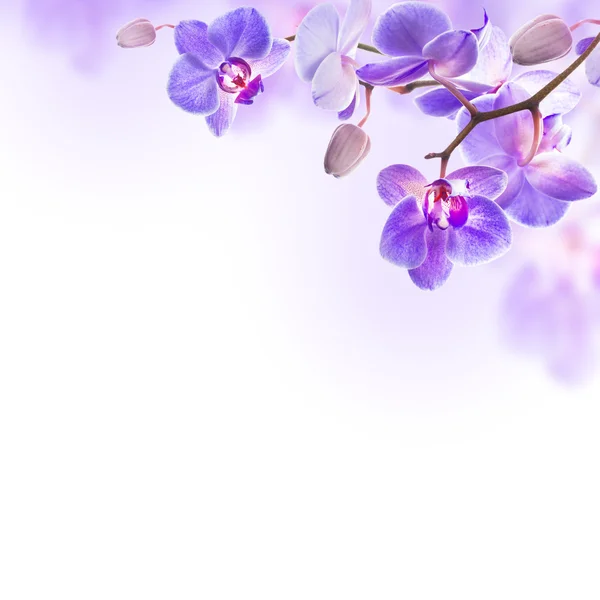 Floral background — Stock Photo, Image