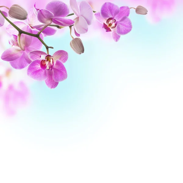 Floral background — Stock Photo, Image