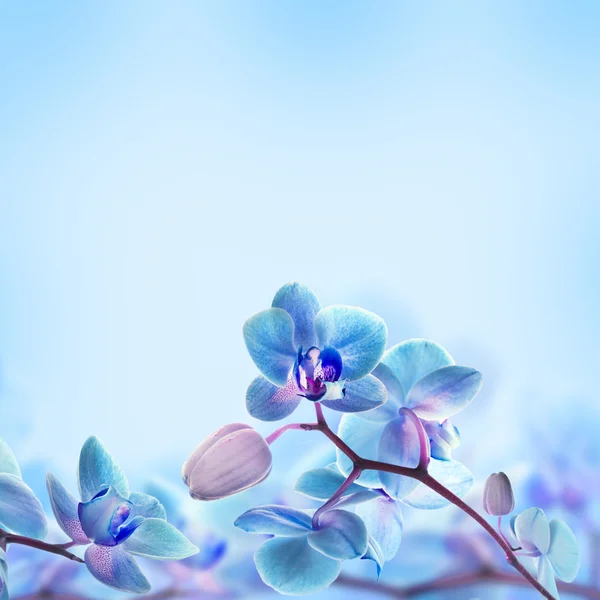 Tło kwiatowe — Zdjęcie stockowe