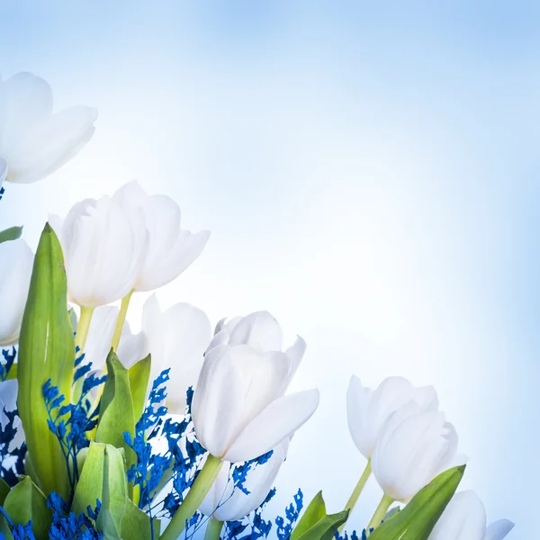 Weiße Tulpen mit blauem Gras. — Stockfoto