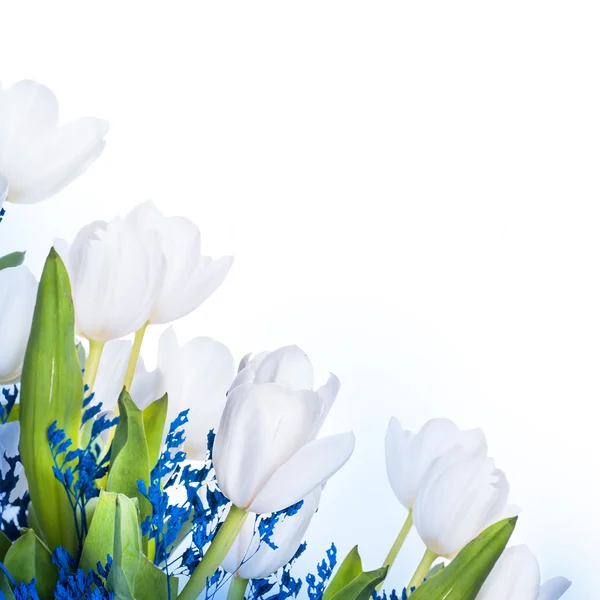 Белые тюльпаны с голубой травой . — стоковое фото