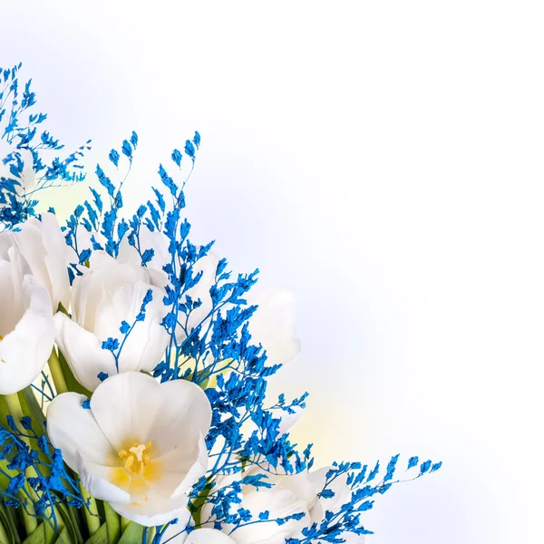 Bílé tulipány s blue grass. — Stock fotografie