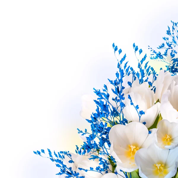 Weiße Tulpen mit blauem Gras. — Stockfoto