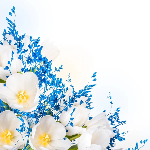 Weiße Tulpen mit blauem Gras. — Stockfoto
