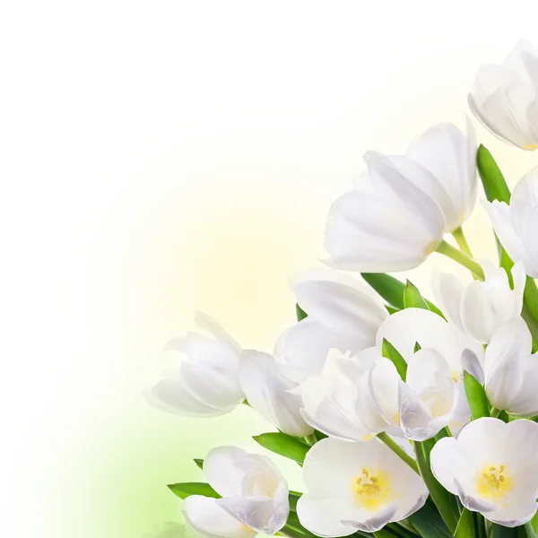 Weiße Tulpen mit grünem Gras. — Stockfoto