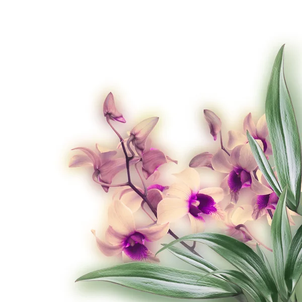 उष्णकटिबंधीय ऑर्किड्सची फुलांची पार्श्वभूमी — स्टॉक फोटो, इमेज