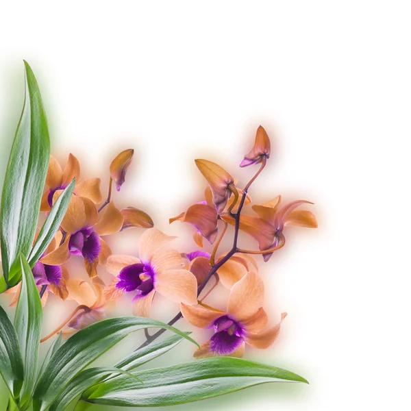 Floraler Hintergrund tropischer Orchideen — Stockfoto