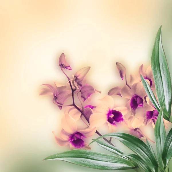 Floral achtergrond van tropische orchideeën — Stockfoto