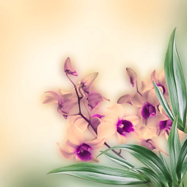 Fondo floreale di orchidee tropicali — Foto Stock