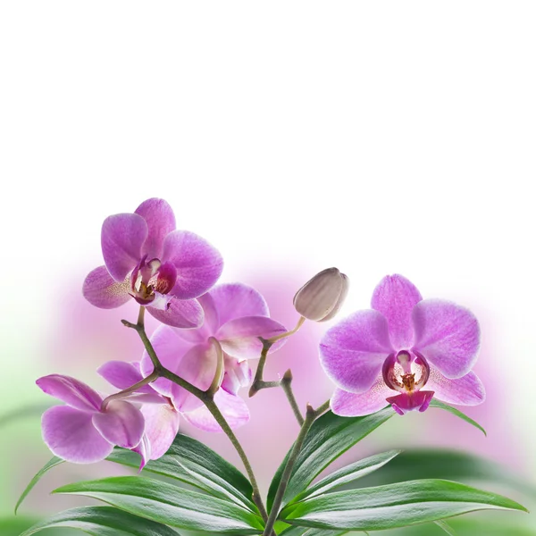 Fundo floral de orquídeas tropicais — Fotografia de Stock