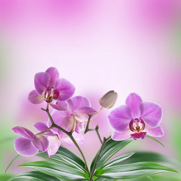 Fondo floreale di orchidee tropicali — Foto Stock