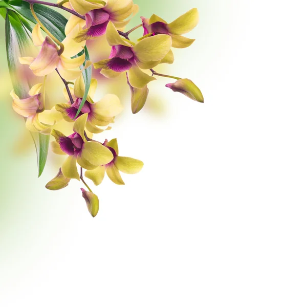 Floral achtergrond van tropische orchideeën — Stockfoto