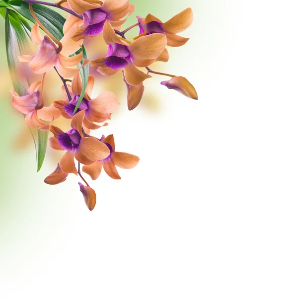 Květinové pozadí tropických orchidejí — Stock fotografie