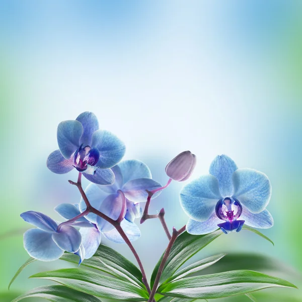 熱帯蘭の花の背景 — ストック写真