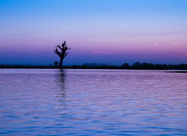 Yalnız ağaç Myanmar Nehri üzerinde