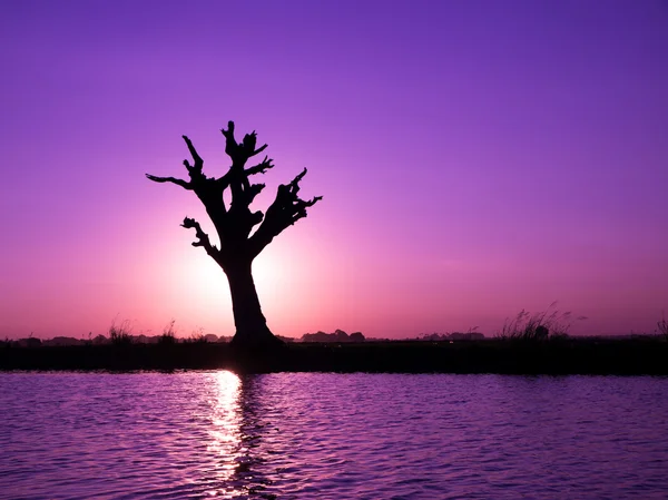 Ensamt träd på en flod i myanmar — Stockfoto