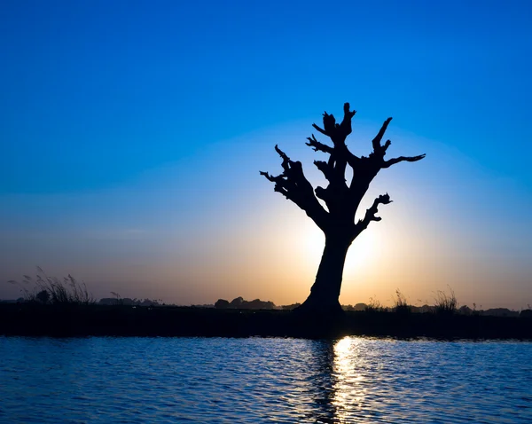 Ensamt träd på en flod i myanmar — Stockfoto