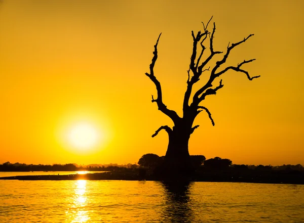 Árbol solitario en un río en Myanmar — Foto de Stock