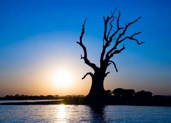 Ensamt träd på en flod i myanmar — Stockfoto