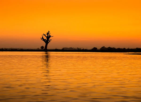 Ensamt träd på en flod i myanmar — Stockfoto