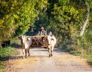 pirinç alanları plowing