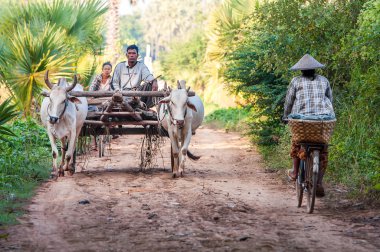 pirinç alanları plowing