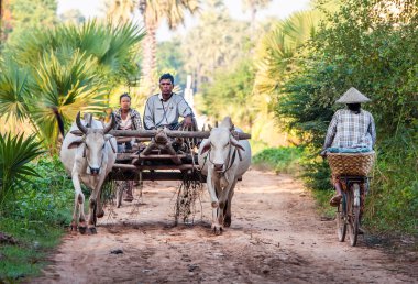 pirinç alanları plowing