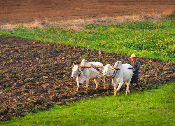 Farmer in the field — Stock Photo, Image