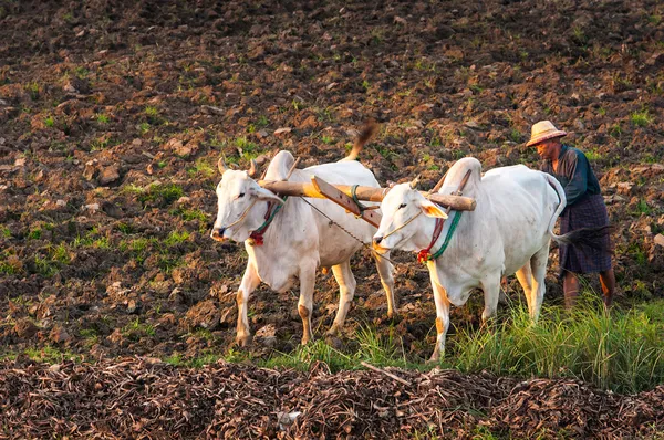 Farmer in the field — Stock Photo, Image