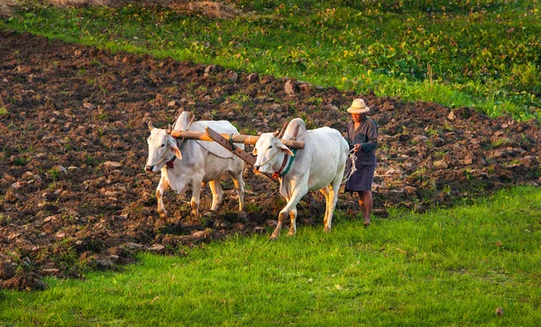 Farmer in the field — Stock Photo, Image