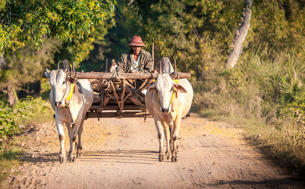 Plowing rice fields