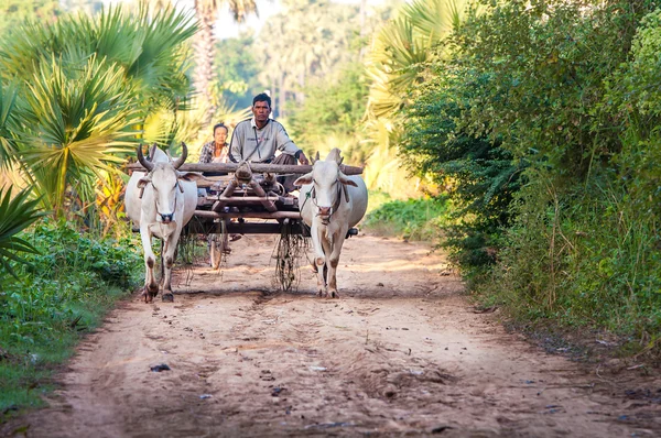 भात शेतात प्लॉइंग — स्टॉक फोटो, इमेज