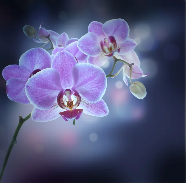 Tropické orchideje — Stock fotografie