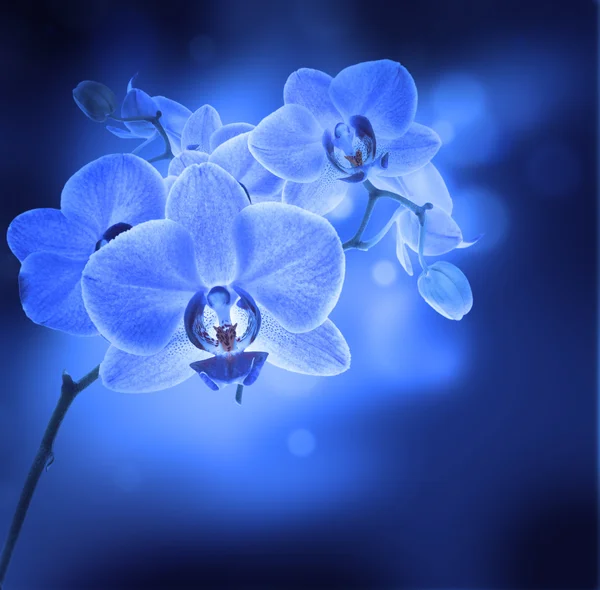 Orquídeas tropicais — Fotografia de Stock