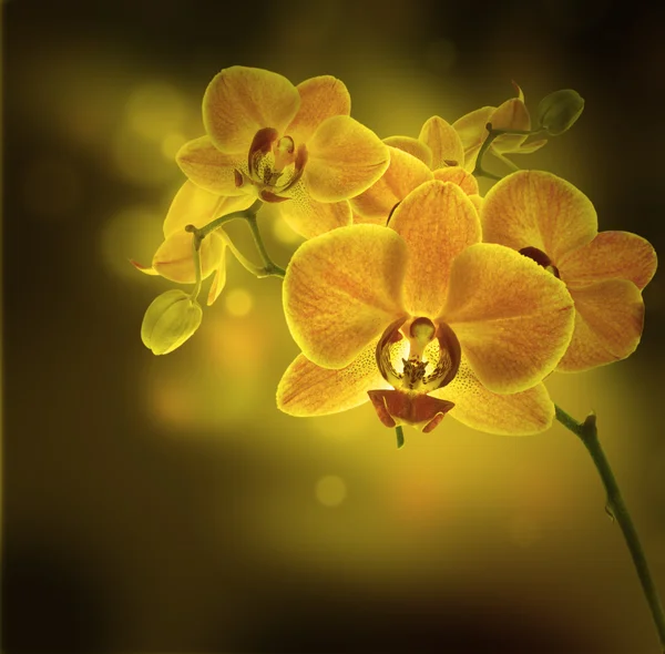 Orchidee tropicali — Foto Stock