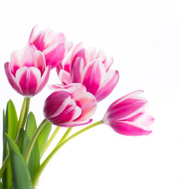 Lale çiçek arka plan