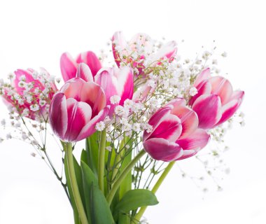 Lale çiçek arka plan.