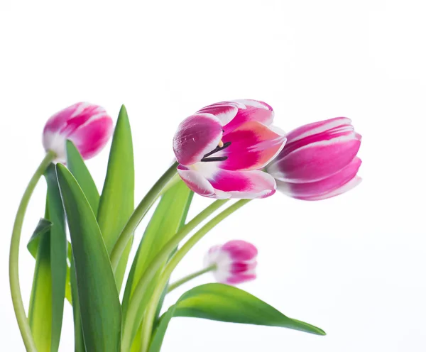 Tulpen blumiger Hintergrund. — Stockfoto