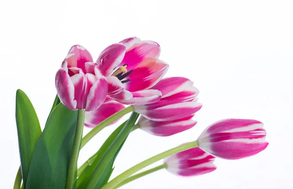 Tulpen blumiger Hintergrund. — Stockfoto