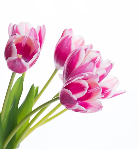 Tulips floral background. — Stock Photo, Image