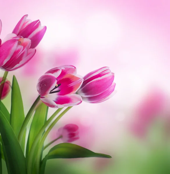 Tulpen floral achtergrond — Stockfoto