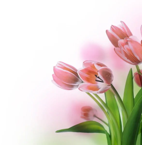 Tulpen blumiger Hintergrund — Stockfoto