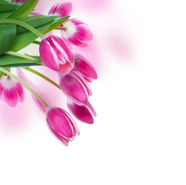 Tulipany tło kwiatowy — Zdjęcie stockowe