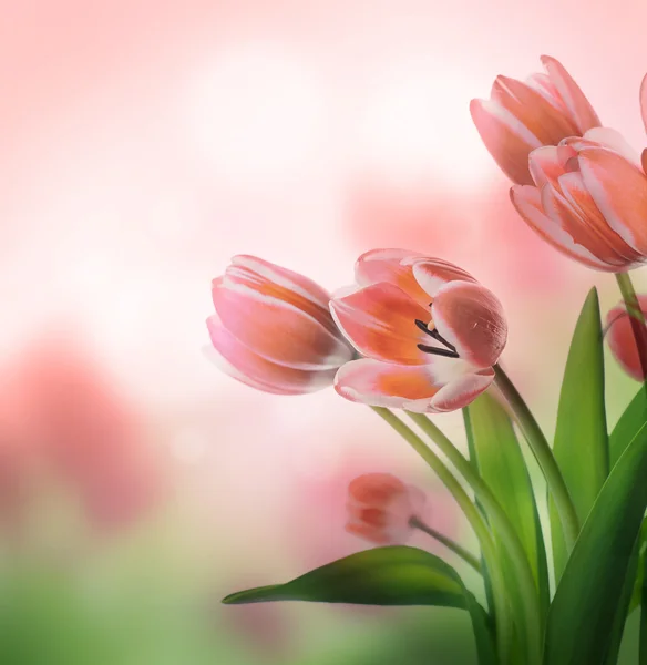 Tulips floral background — Stock Photo, Image