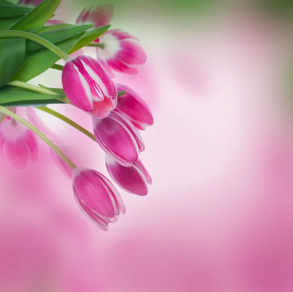 Tulipány květinové pozadí — Stock fotografie