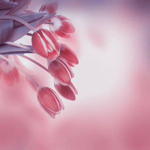 Tulips floral background — Stock Photo, Image