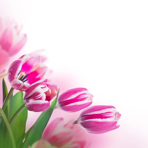 Tulpen blumiger Hintergrund — Stockfoto