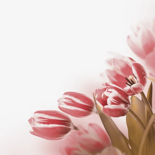 Tulpen blumiger Hintergrund — Stockfoto