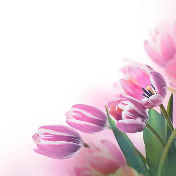 Tulpen blumiger Hintergrund — Stockfoto